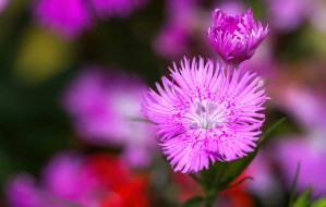 Rose Flowers Color